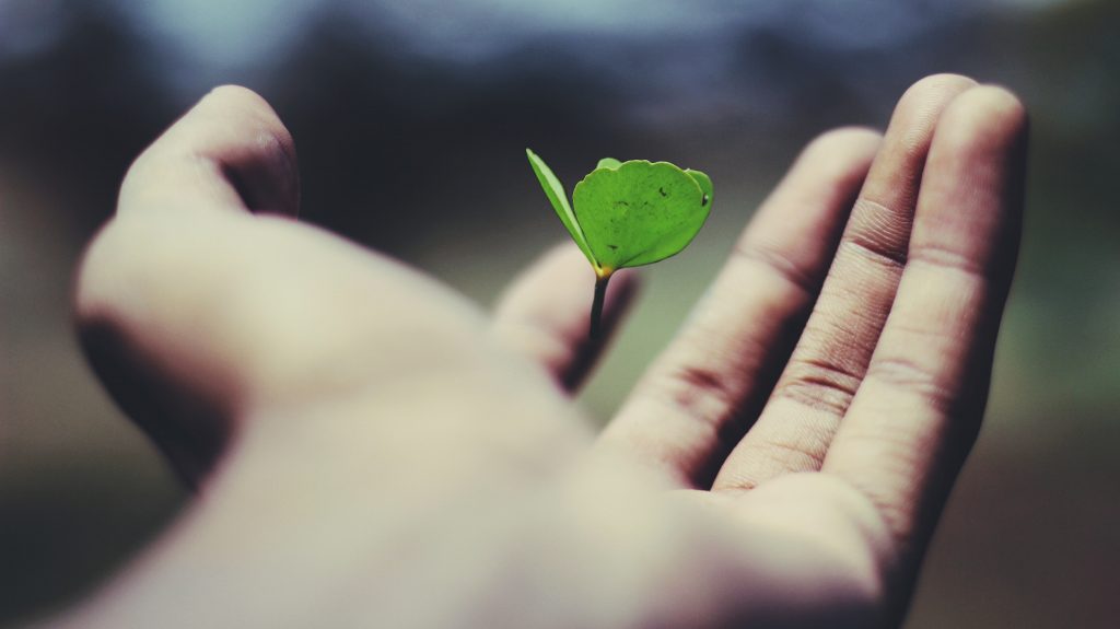 Hand holding a green sprout